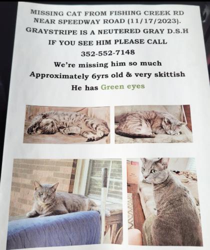 Lost Male Cat last seen Speedway Rd, Wilkesboro, NC, North Wilkesboro, NC 28659