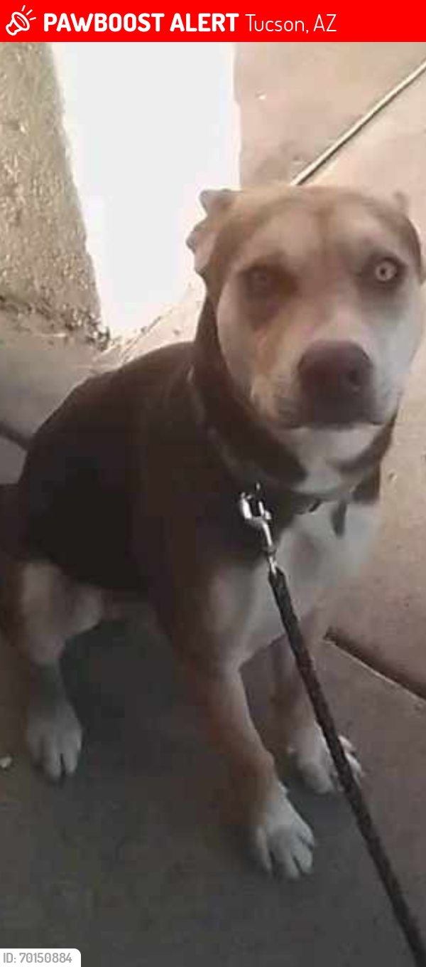 Lost Male Dog last seen Near E 22nd Street Tucson, Tucson, AZ 85711