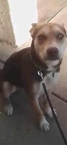 Lost Male Dog last seen Near E 22nd Street Tucson, Tucson, AZ 85711