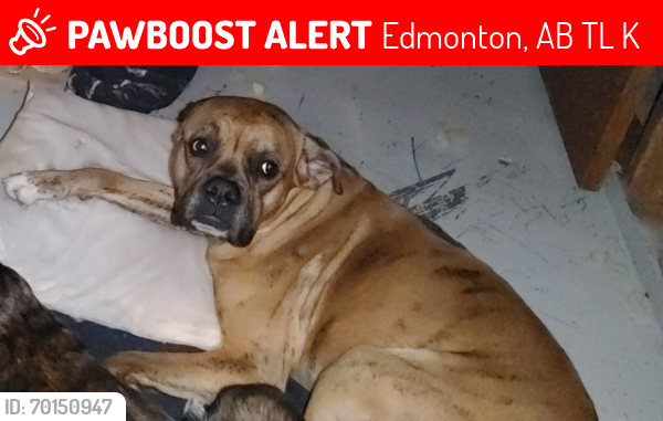 Lost Male Dog last seen Near st & 119 st by Calder area, Edmonton, AB T5L 0K9