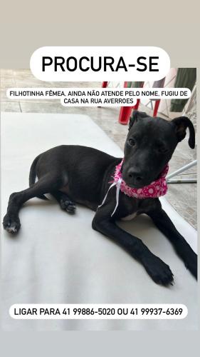Lost Female Dog last seen Avenida Anita Garibaldi , Barreirinha, PR 82700-020