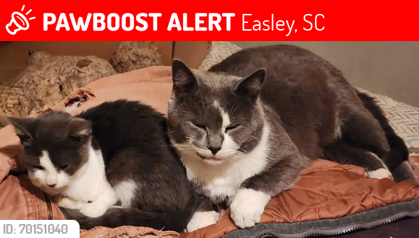 Lost Male Cat last seen Fleetwood and hwy 8, Easley, SC 29640