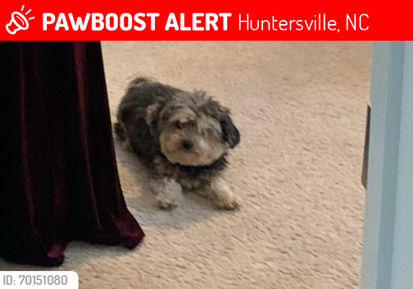 Lost Female Dog last seen Eastfield , Huntersville, NC 28078
