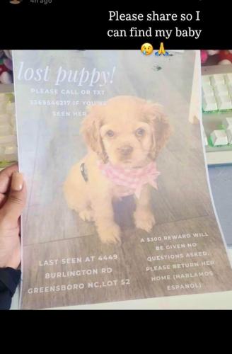 Lost Female Dog last seen East wendover , Greensboro, NC 27405