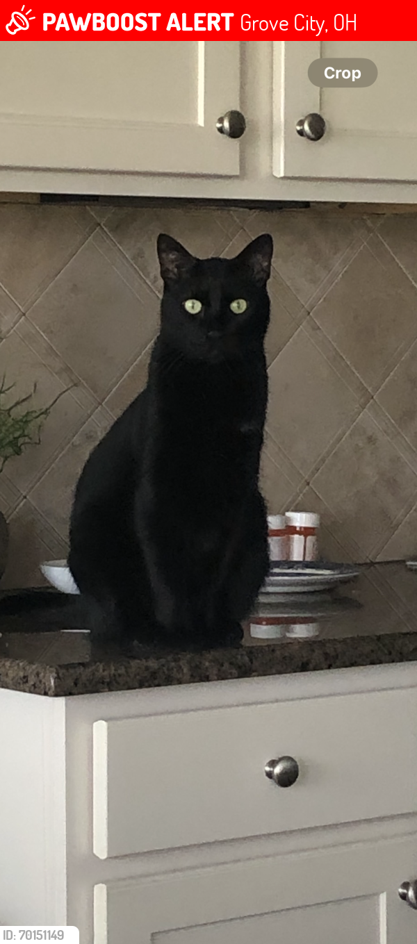 Lost Male Cat last seen Lilac Ave and Blue Star, Grove City, OH 43123