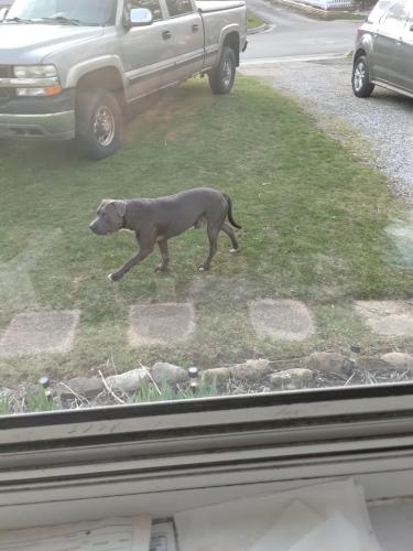 Found/Stray Male Dog last seen Homecroft drive and Edgar Street, Columbus, OH 43211