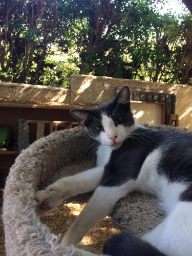 Lost Male Cat last seen Gene Autry and Broadmore, Palm Springs, CA 92264