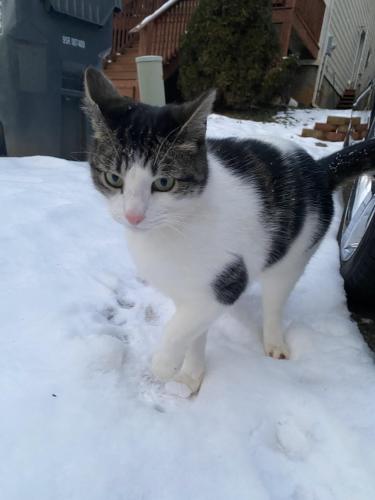 Lost Male Cat last seen Cherry Ave , Charlottesville, VA 22903