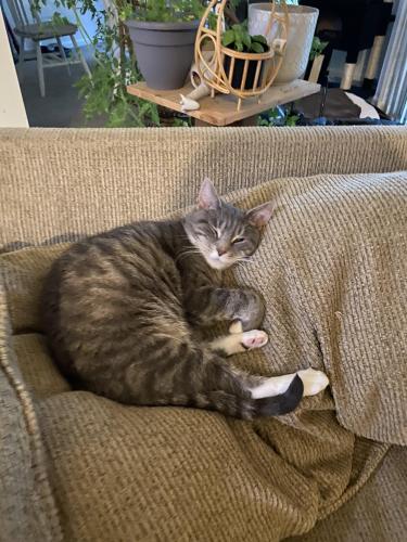 Lost Female Cat last seen Near n Quentin ave, Dayton, OH 45403