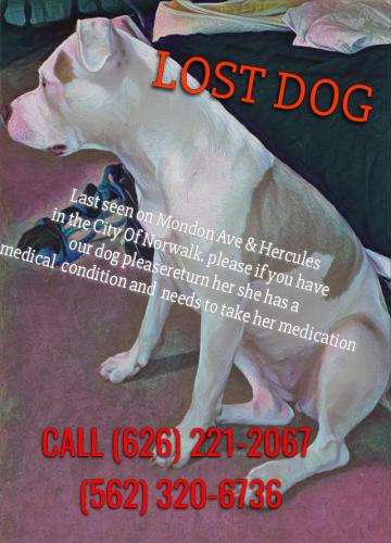 Lost Female Dog last seen Allarrd, Norwalk, CA 90650