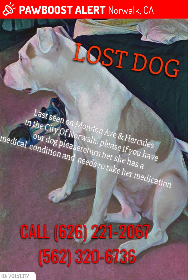 Lost Female Dog last seen Allarrd, Norwalk, CA 90650