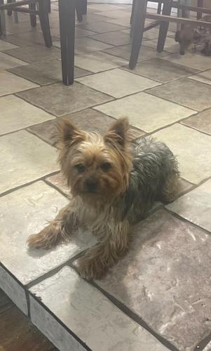 Lost Male Dog last seen Richardson dr , Odessa, TX 79761