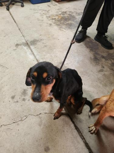 Found/Stray Female Dog last seen West Broad Street and Alton Road, Prairie Township, OH 43119