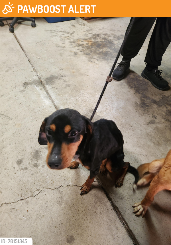 Found/Stray Female Dog last seen West Broad Street and Alton Road, Prairie Township, OH 43119