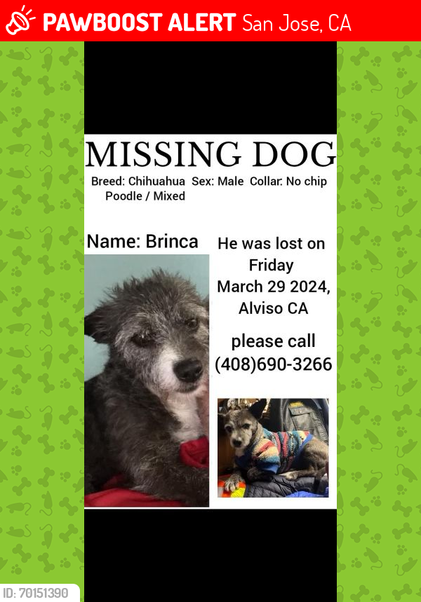 Lost Male Dog last seen Near spreckles alviso, San Jose, CA 95134