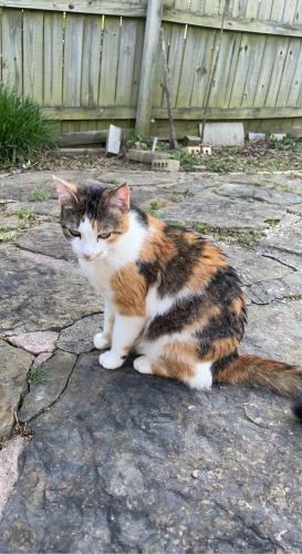 Lost Female Cat last seen Near Rockhurst Dr. And Quebec Dr @ Fianna Place, Fort Smith, AR 72908