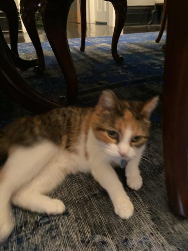 Lost Female Cat last seen Commander Palace, New Orleans, LA 70115