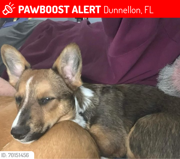 Lost Male Dog last seen Bromin Ct, Citrus Minifarms, Dunnellon, FL 34433