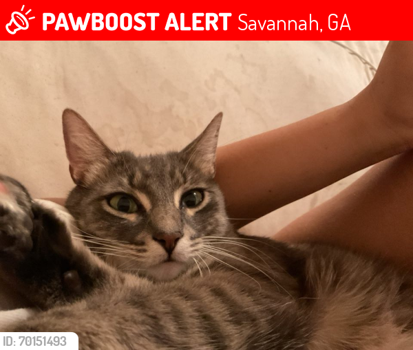 Lost Male Cat last seen Charls C. Brooks parking lot , Savannah, GA 31410