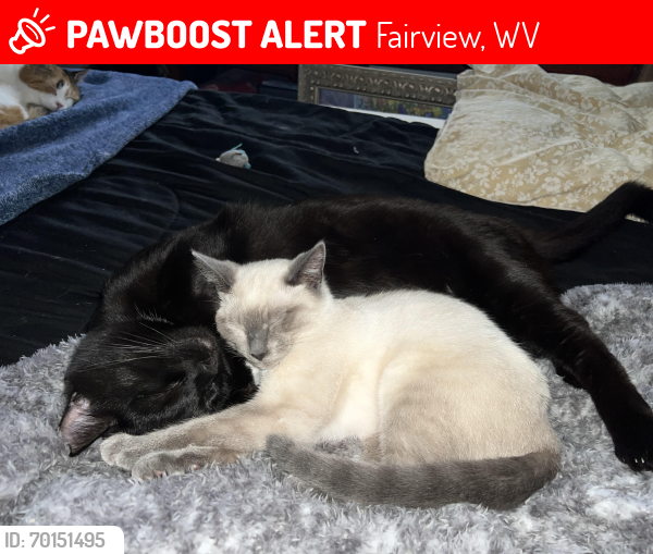 Lost Male Cat last seen Fairview , Fairview, WV 26570