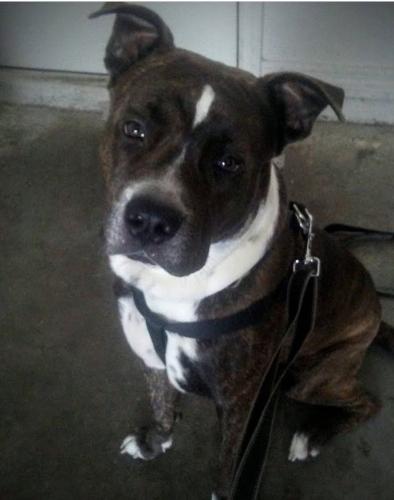 Lost Male Dog last seen Hart rd and zoysia ln , north fort myers, North Fort Myers, FL 33917