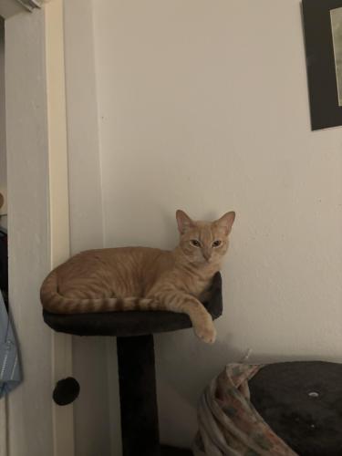 Lost Male Cat last seen West avenue and lively drive , San Antonio, TX 78213