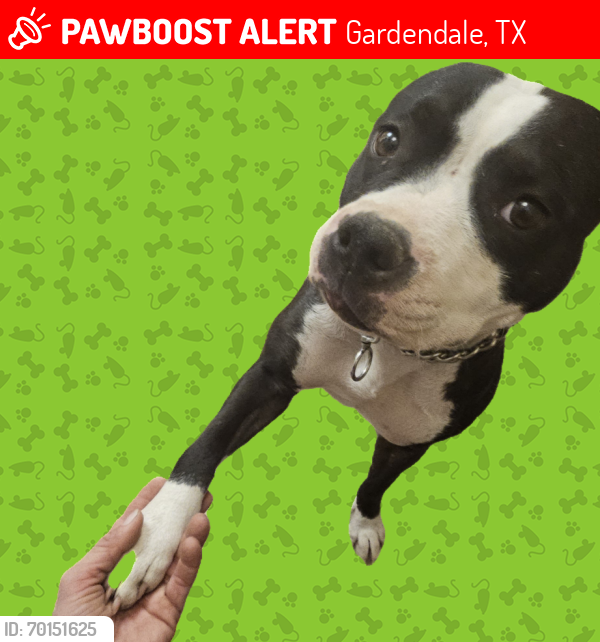 Lost Female Dog last seen Colgate street, Gardendale, TX 79758