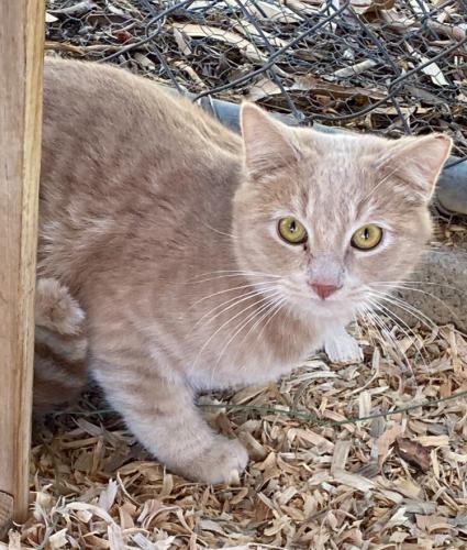 Lost Male Cat last seen Dale Lane/32nd Street, Cave Creek, AZ 85331