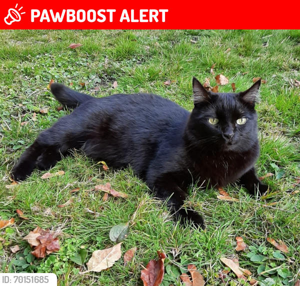 Lost Female Cat last seen Ridgewood Drive Edgemont village North Vancouver , North Vancouver, BC 