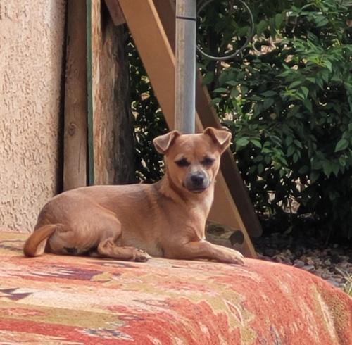 Lost Female Dog last seen 2nd and osuna nw, Albuquerque, NM 87107