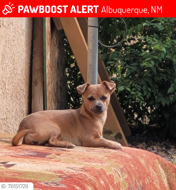 Lost Female Dog last seen 2nd and osuna nw, Albuquerque, NM 87107