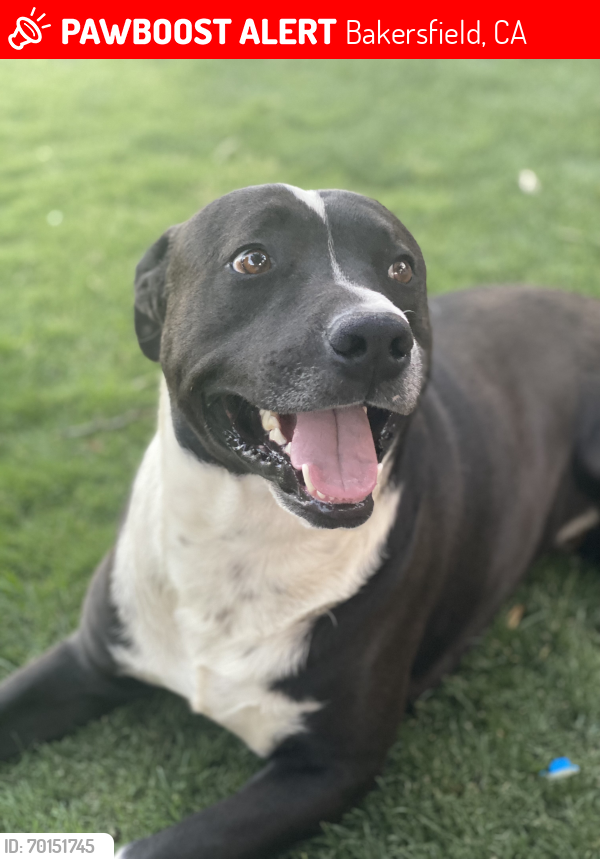 Lost Male Dog last seen Niles st bakersfield and Chase ave, Bakersfield, CA 93306