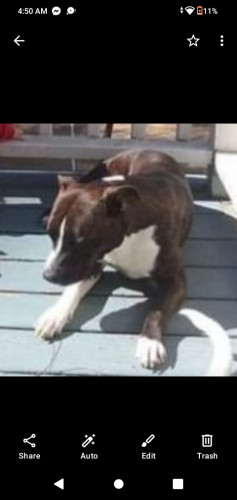 Lost Female Dog last seen Marjac suites hotel ocean front property and breeze suites hotel , Virginia Beach, VA 23451