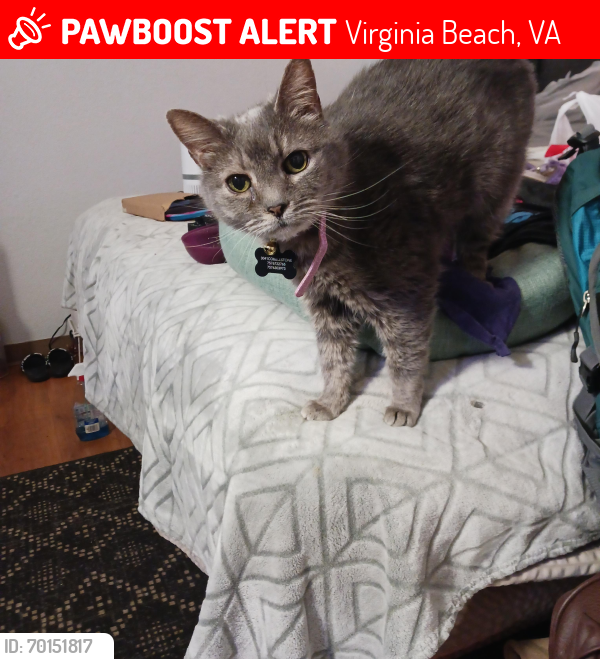 Lost Female Cat last seen Southplaza and old forge Virginia Beach , Virginia Beach, VA 23452