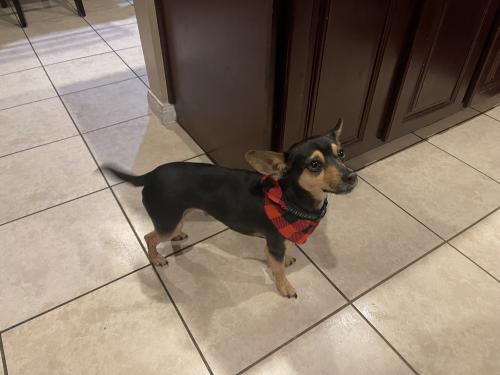 Lost Male Dog last seen Near Paradise Found Dr and Opal Gates Drive … The main road to hse is merdiana parkway , Brazoria County, TX 77583