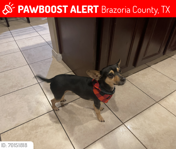 Lost Male Dog last seen Near Paradise Found Dr and Opal Gates Drive … The main road to hse is merdiana parkway , Brazoria County, TX 77583