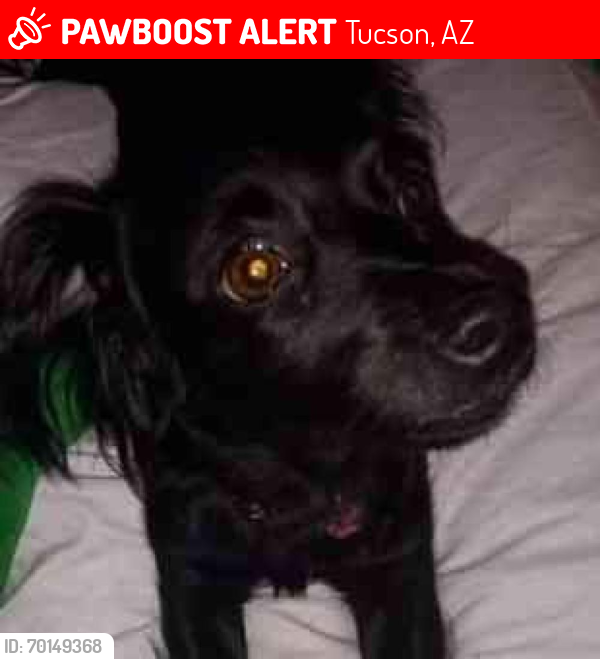 Lost Female Dog last seen I-10 n 29th Street Beef masters Carnaiceria , Tucson, AZ 85713