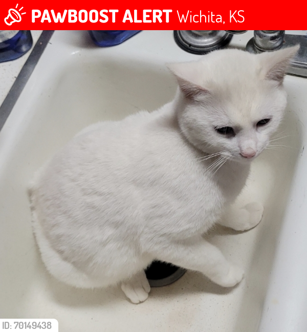 Lost Male Cat last seen Roosevelt and orme , Wichita, KS 67218
