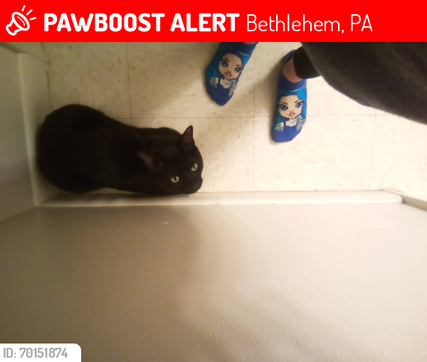 Lost Male Cat last seen Windcreek casino , Bethlehem, PA 18015