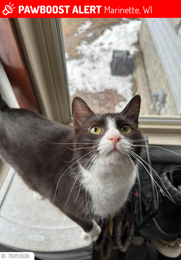 Lost Male Cat last seen Near intersection of Minnesota and Carney, Marinette, WI 54143