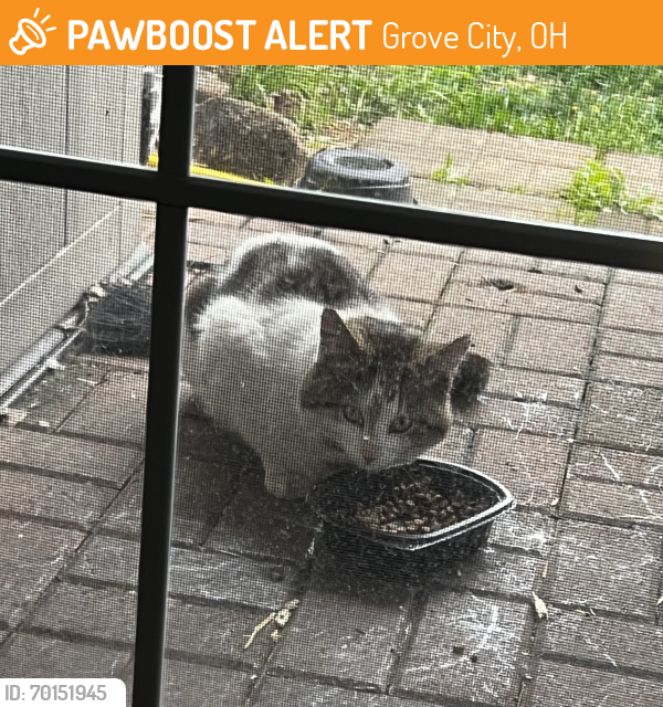 Found/Stray Unknown Cat last seen Alkire Glen Way and Laurelstone Pkwy Columbus, OH, Columbus, OH 43228