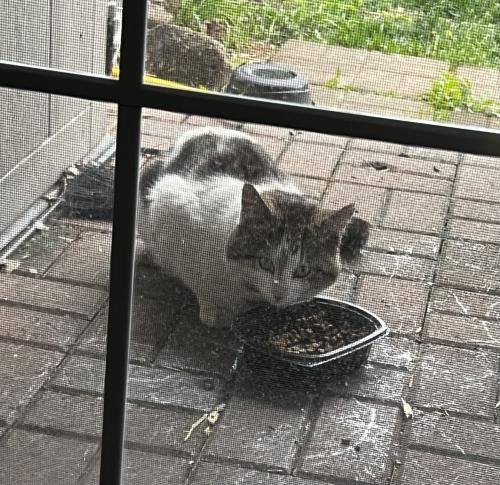 Found/Stray Unknown Cat last seen Alkire Glen Way and Laurelstone Pkwy Columbus, OH, Columbus, OH 43228