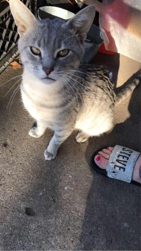 Lost Male Cat last seen Brushy mound road and route 4, Carlinville, IL 62626