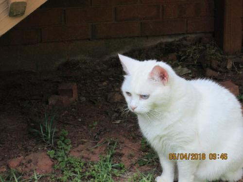 Lost Female Cat last seen Near Crescent Blvd., Auburn, AL 36830