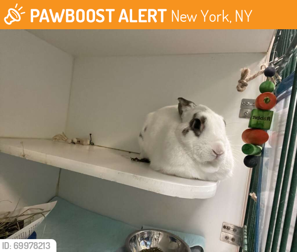 Shelter Stray Male Rabbit last seen Emerald Street, BROOKLYN, NY, 11208, New York, NY 11208