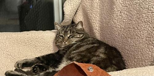 Lost Unknown Cat last seen Mill road and Green st, Perkasie, PA 18944