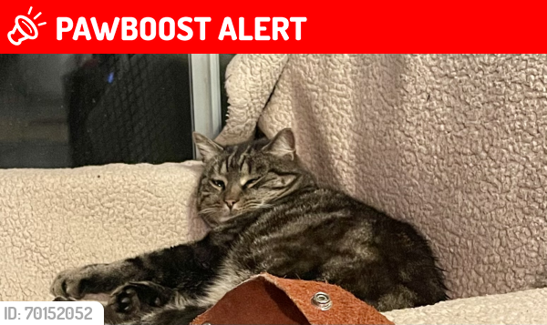 Lost Unknown Cat last seen Mill road and Green st, Perkasie, PA 18944