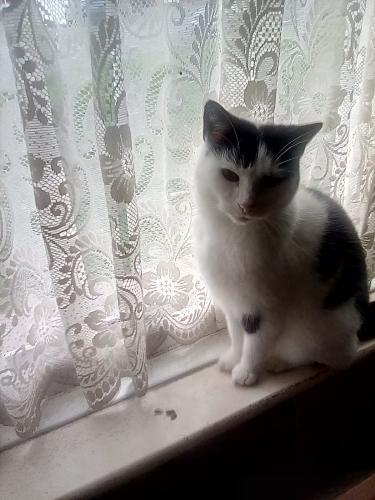 Lost Female Cat last seen Church Street, DY5., Quarry Bank, England DY5