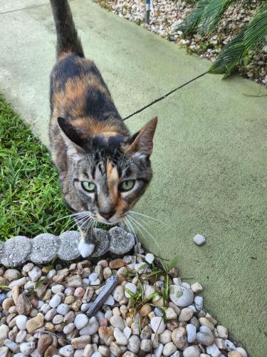 Lost Female Cat last seen Sherwood Drive area, Middleburg, FL 32068
