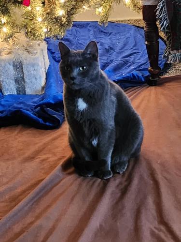 Lost Male Cat last seen From Clearbrook shopping center store - across from DG Market, Frederick County, VA 22624